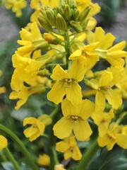 Barbarea vulgaris. spring yellow flowers