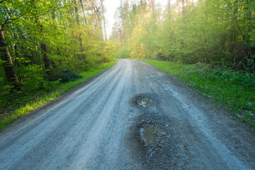 A gravel road through a green forest and sunshine
