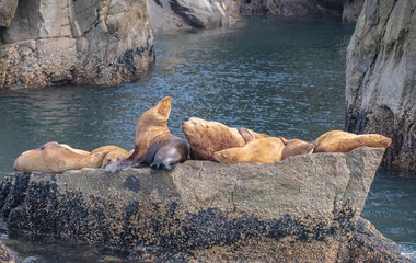 A colony of Stellar Sea Lions resting on a rock in Kenai Fjords National Park Alaska.