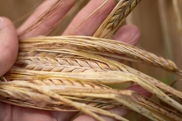 Close-Up of Barley Ears Held in Hand, Natural Harvest Detail
