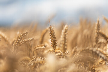 Wheat field with golden ears in soft natural light