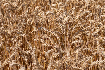 Golden wheat field close-up with ripe grain heads