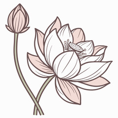 vector illustration of lotus flower