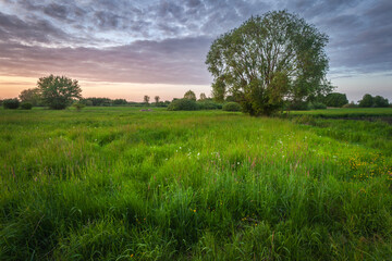 Fresh Green Meadow and Trees Under Colorful Evening Sky