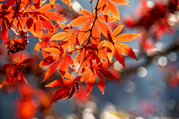 Colourful maple leaves in autumn season color when the leaves change colorful of is in the park, green, yellow, orange and red discoloration