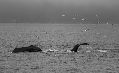 Humpback whale black and white captured in Kenai Fjords National Park Alaska.  The leading two...
