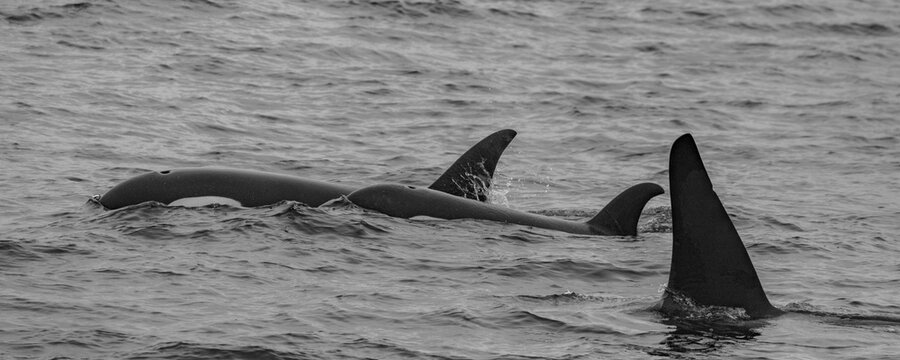 A bull, cow, and calf orca (killer whales) swim at the surface in Kenai Fjords National Park, Alaska.