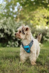 A small Yorkshire terrier mutt is in the park.