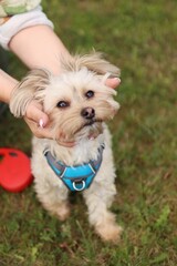 A small Yorkshire mix terrier is in the garden.