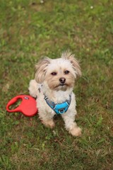 A small Yorkshire mix terrier is in the garden.