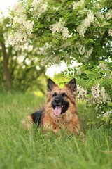 German Shepherd is in the park at sunset.