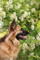 German Shepherd is in the park at sunset.