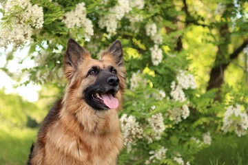 German Shepherd is in the park at sunset.