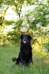 black crossbreed dog is in the park at sunset in spring.