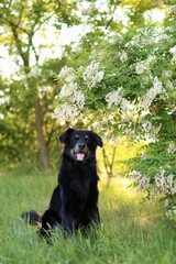 black crossbreed dog is in the park at sunset in spring.