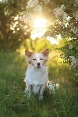 light crossbreed dog is in the park at sunset in spring.
