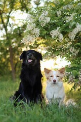 Two crossbreed dogs are in the park at sunset in spring.