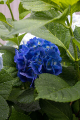 アジサイ