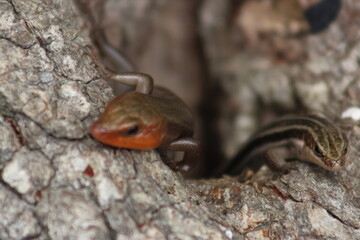 wildlife lizard