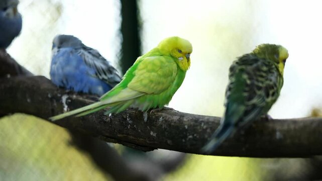 Flock Of Budgerigars Parrots Sitting On A Branch