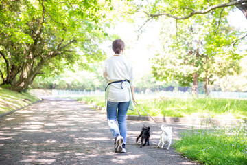 犬を散歩させる日本人女性の後ろ姿　