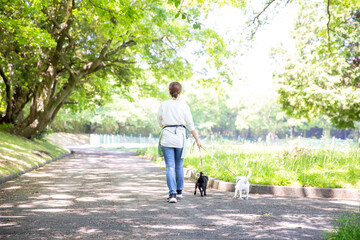 犬を散歩させる日本人女性の後ろ姿　