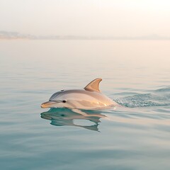 Dolphin Sunrise Ocean Swim.