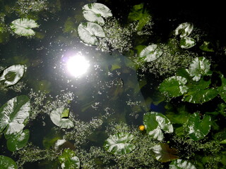Sonnenreflexion im Wasser mit Seerosen