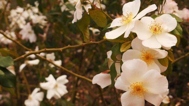  Blooming Sally Holmes Rose Cluster on Branch
