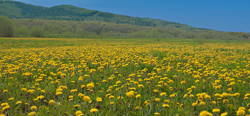 Obraz premium a beautiful summer landscape with a field of blooming dandelions
