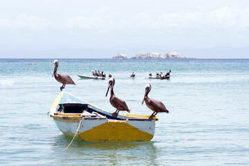 Pelicans on a fishing boat at Caribbean Sea in Isla Margarita, Venezuela