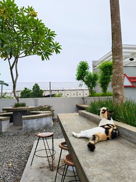 Chill Calico Cat Lounging in a Minimalist Garden Setting