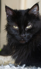 Elegant Black Cat with Mesmerizing Eyes