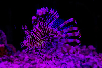 Portrait of a Lion Fish, Pterois antennata
