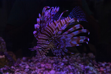 Colorful lionfish swimming gracefully in dark aquatic environment