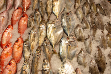 Fresh fish in a fishmonger ready to be sold, Margarita Island, Venezuela