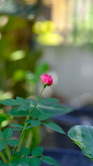 A delicate pink rosebud stands out sharply against a dreamy, blurred garden background, surrounded by lush green leaves, capturing a moment of early bloom and natural elegance.