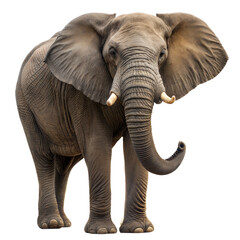 Obraz premium Majestic Elephant Portrait: A front-facing, full-body view of a magnificent elephant, its powerful presence and gentle eyes captured in stunning detail.