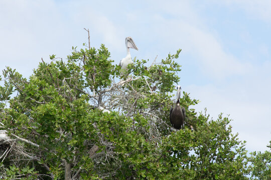 Pelican in the top of a tree at National Parc Laguna de la Restinga in Venezuela, Margarita Island