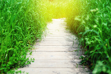 Wooden pathway through tall grass with a sun flare ahead, creating a magical and serene natural scene