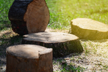 Freshly cut tree stump with wood chunks nearby, showcasing recent tree removal and raw timber pieces