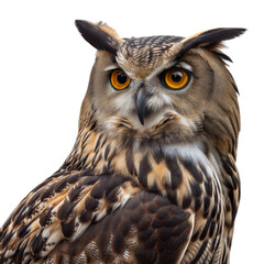 Regal Owl Portrait: A majestic owl with captivating orange eyes, showcasing intricate feather patterns and a stoic gaze.