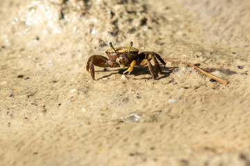 Portrait of a rock crab, Cyrtograpsus Angulatus, at National Parc Laguna de la Restinga in Venezuela, Margarita Island