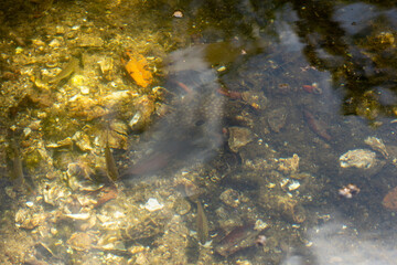 Sea oysters at Mangrove swamp at National Parc Laguna de la Restinga in Venezuela, Margarita Island