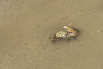 Portrait of a rock crab, Cyrtograpsus Angulatus, at National Parc Laguna de la Restinga in Venezuela, Margarita Island