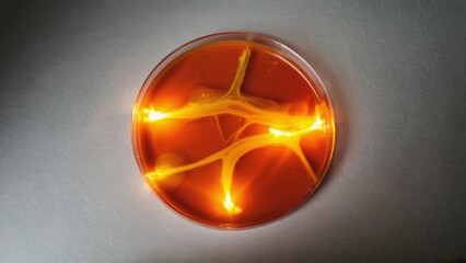 This macro photograph showcases glowing cell samples in a petri dish, highlighting the intricate details and vibrant colors. Perfect for scientific and educational themes.