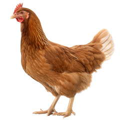 Brown Hen Profile: A majestic brown hen stands regally, feathers rustling in the gentle breeze, capturing the essence of rural life.