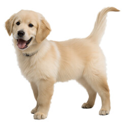 Golden Retriever Puppy's Happy Portrait: Capturing the essence of pure puppyhood with an adorable golden retriever puppy, exuding joy and playful energy.