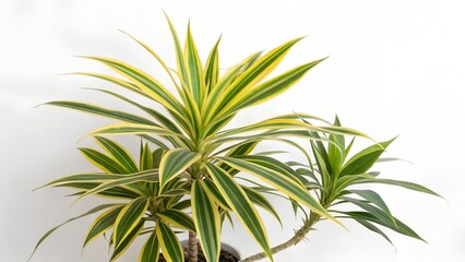 Dracaena Marginata