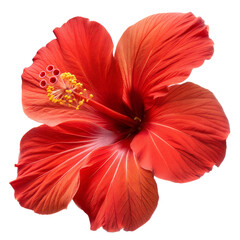 Hibiscus in Bloom: This macro shot showcases the vibrant, intricate details of a blooming hibiscus flower. Capture the eye with the exquisite beauty of nature.